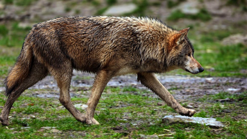 Biolog*innen kritisieren neue Regelung. Je mehr Wölfe geschossen werden, desto mehr rücken nach