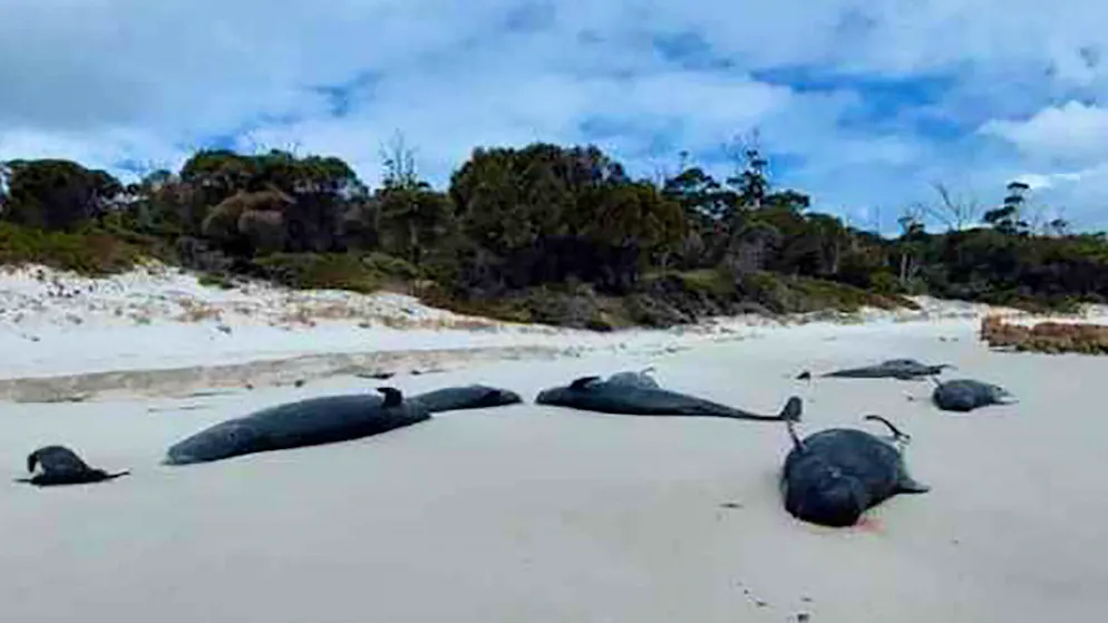An einem Strand in Tasmanien wurden mehr als 30 tote Grindwale entdeckt.
