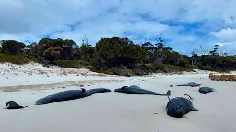 Wieder Massenstrandung. Mehr als 30 tote Grindwale an Strand in Tasmanien entdeckt