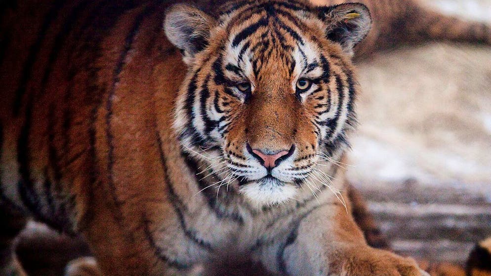 Le autorità della regione di Khabarovsk riferiscono di quasi 300 episodi in cui delle tigri sarebbero entrate quest'anno in zone abitate. (Foto simbolica)