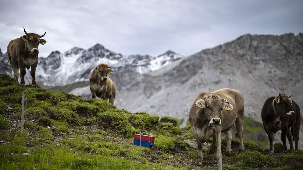 Tradizione emblematica delle regioni montane della Svizzera, la stagione alpestre riunisce le competenze, le usanze e i rituali legati all'economia alpina (foto simbolica)