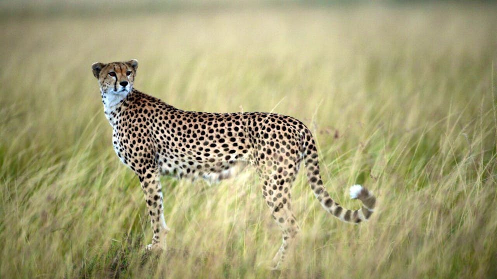 Un ghepardo nella riserva naturale del Masai Mara, in Kenya (foto d'archivio)