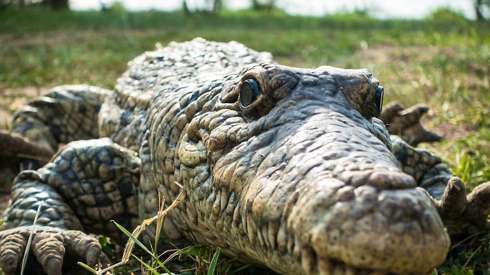 Undercover in Uganda. Schweizer Roboter spionieren Krokodile in Afrika aus