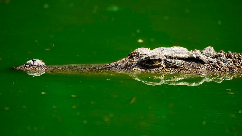 I robot erano capaci di filmare i coccodrilli muovendosi nelle acque