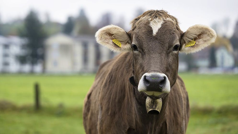 Über Kuhglockengeläut gehen in Aarwangen die Meinungen auseinander. Die einen stört's – die anderen nicht. Eine junge Kuh mit einer kleinen Glocke in der Nähe von Häusern in Aarwangen.