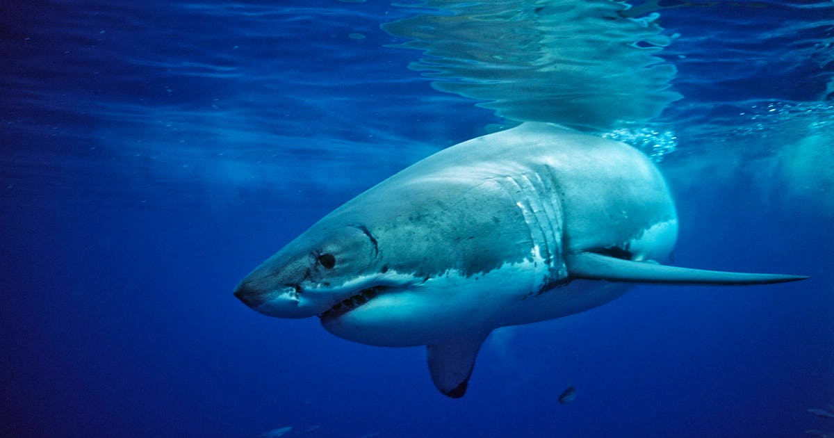Teenager dies after shark attack  bluenews