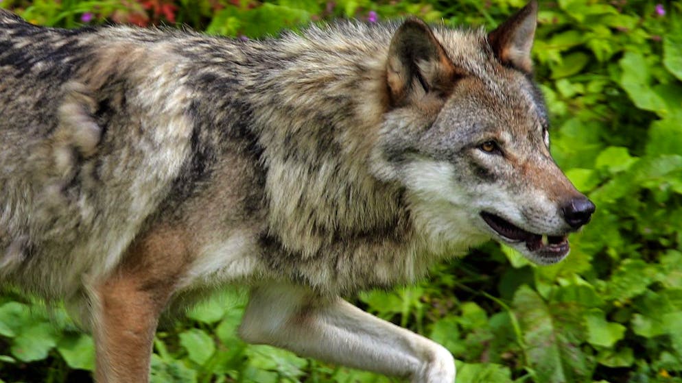 In Vallese dal primo dicembre sono stati abbattuti 10 lupi nell'ambito della regolazione proattiva (foto d'archivio)