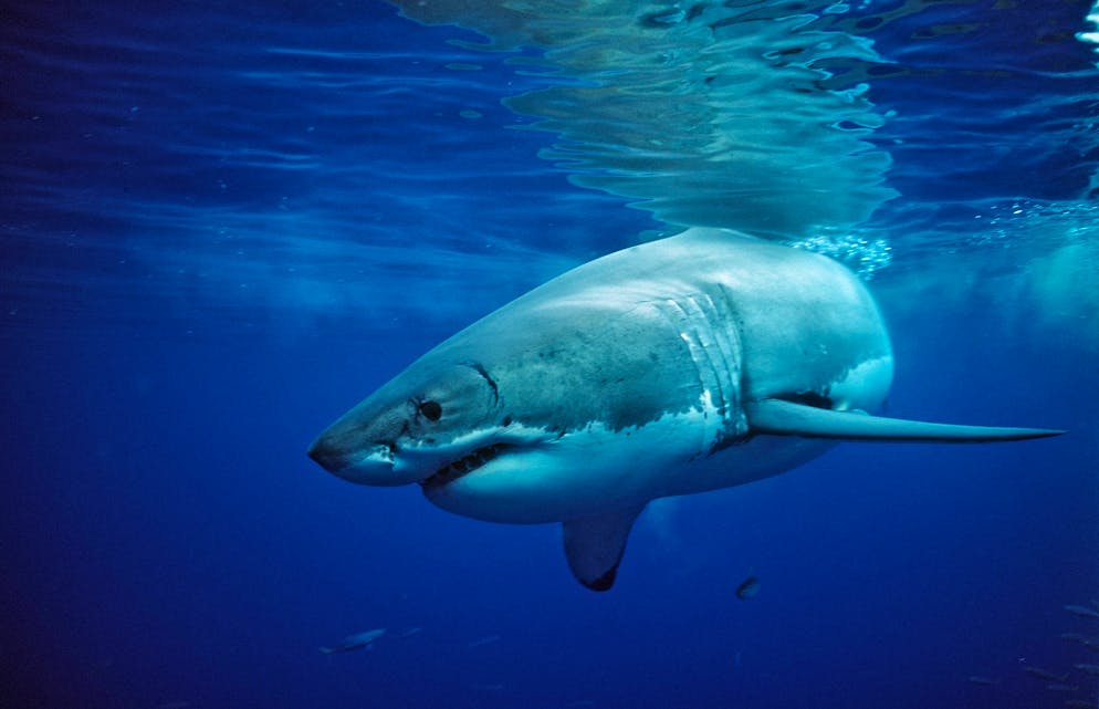 Gli attacchi di squali in Australia sono aumentati di recente.