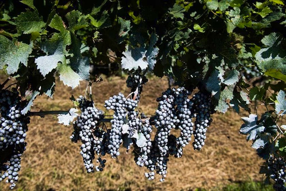 Un vigneto trattato con la profilassi per la drosophila suzuki