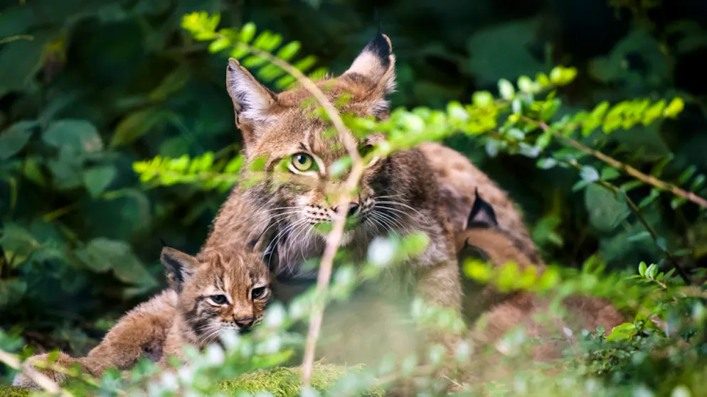 Sie wollte ihre Jungen schützen. Luchs greift drei Hunde im Kanton Waadt an