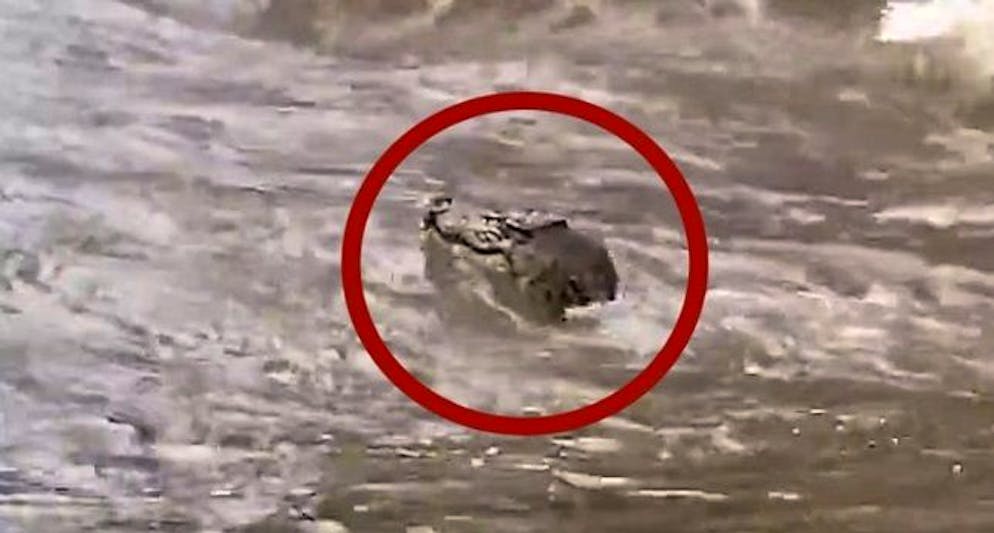 Il coccodrillo immortalato nelle acque inondate in Australia