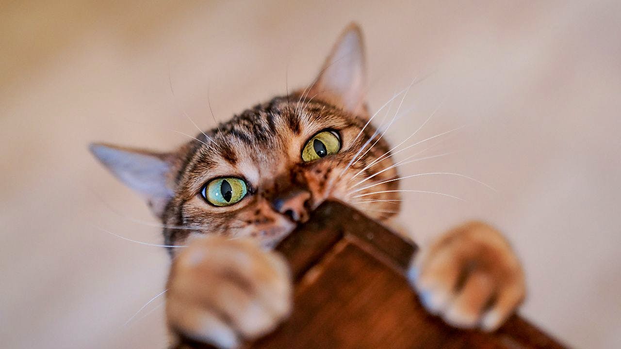 Naturwissenschaft. Virus tötet Tausende Katzen auf Zypern