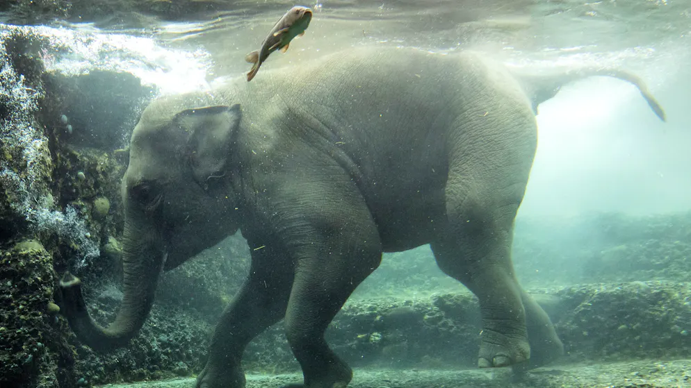 Sechs Tiere in drei Jahren. Tote Elefanten in Schweizer Zoos – was dahinter steckt