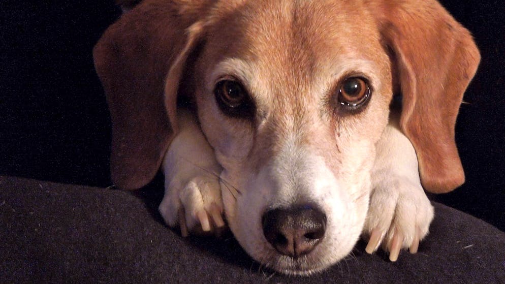 Zetrifizierungsstelle. Warum die Zewo von Spenden an den Schweizer Tierschutz abrät