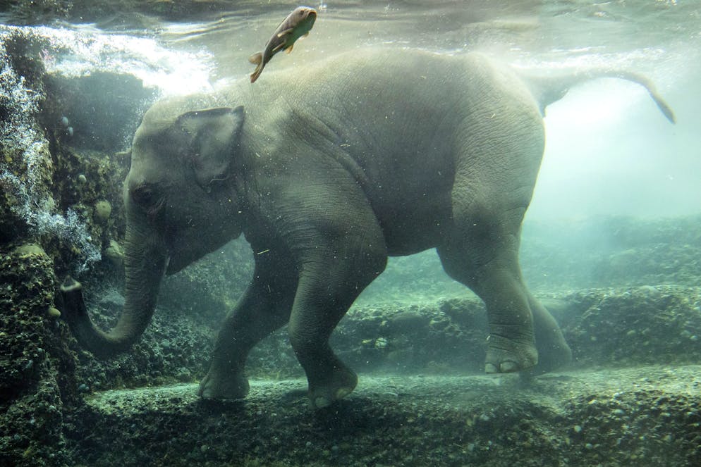 L'elefantessa Omysha - morta nel luglio del 2022 per un virus dell'herpes - in una foto del 3 febbraio 2021, mentre si concede un bagno allo Zoo di Zurigo (foto d'archivio).