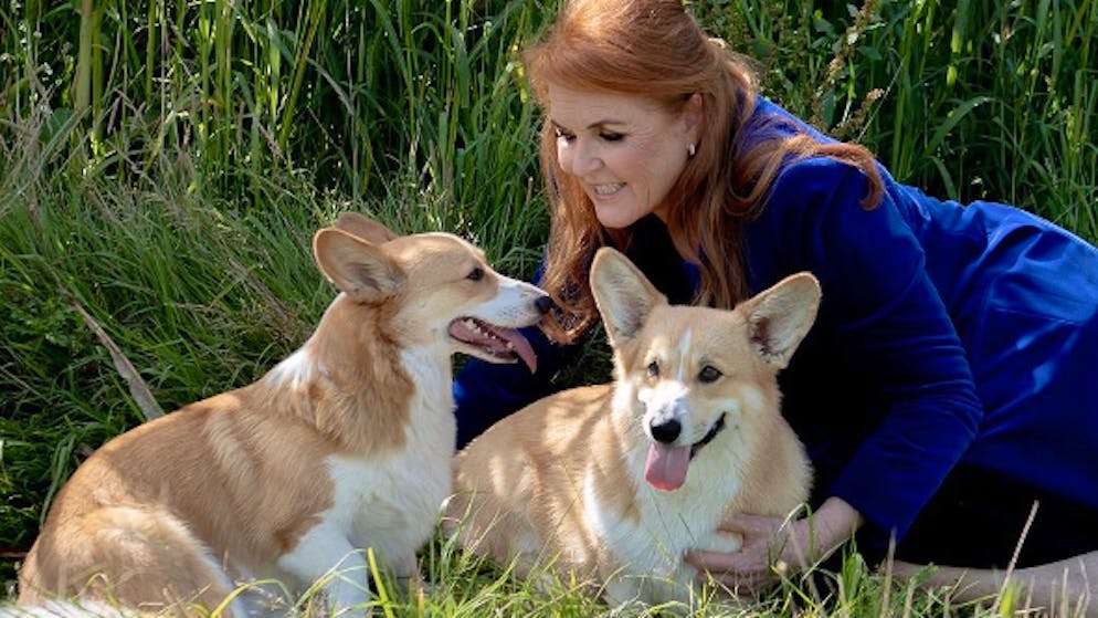 Sarah Ferguson condivide una simpatica foto. Ecco come se la cavano gli amati corgis della Regina Elisabetta