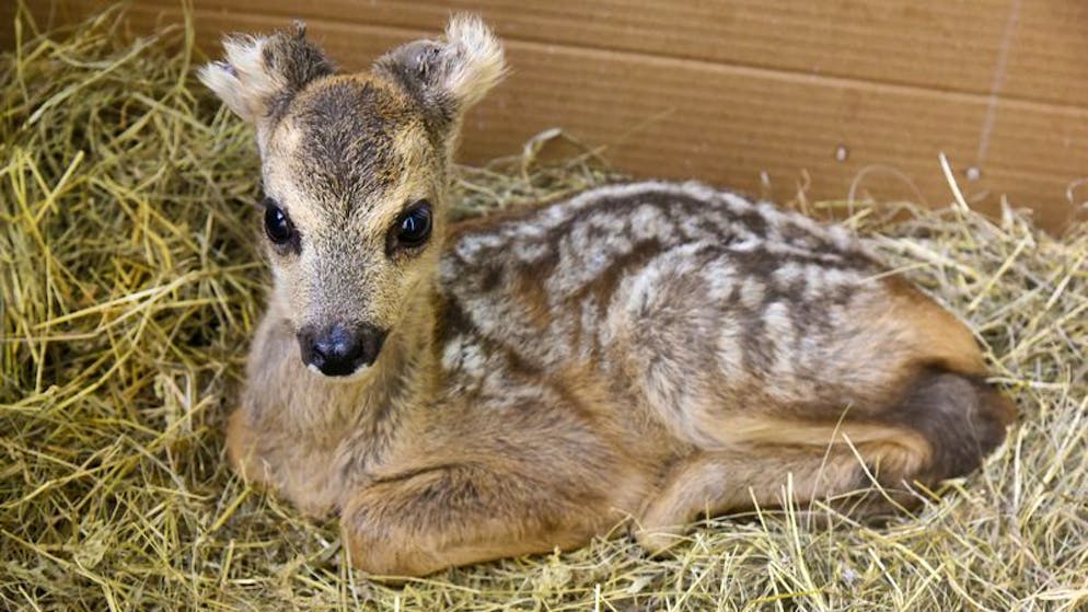 Tierisches aus dem Jahr 2023. Rehkitz Fridolin wurde von einer Erntemaschine verletzt. Doch er wurde wieder gesund.
