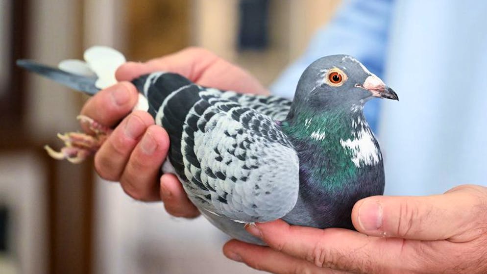 Tierisches aus dem Jahr 2023. Taube Maverick hat zahlreiche Renntauben-Wettkämpfe gewonnen.