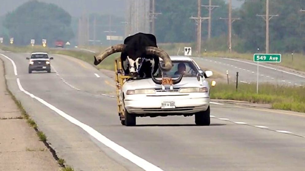 Tierisches aus dem Jahr 2023. Auf diesem von News Channel Nebraska zur Verfügung gestellten Foto fährt ein Watussi-Bulle namens Howdy Doody auf dem Beifahrersitz eines Autos, das Lee Meyer gehört.