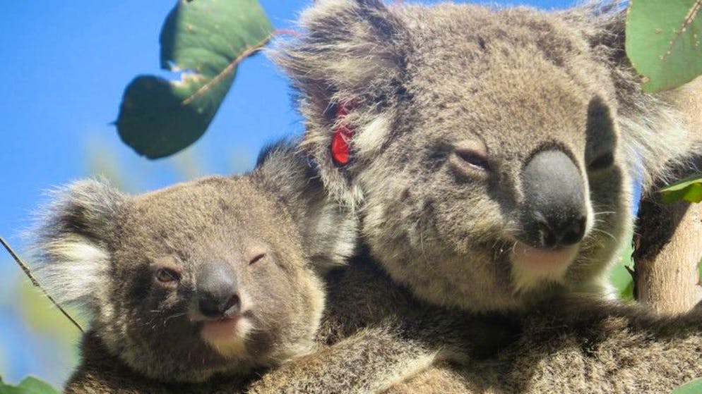Animali dall'anno 2023. La femmina di koala Ember si è ripresa dopo gli incendi in Australia. Ma non solo: dopo è anche diventata mamma per ben due volte.