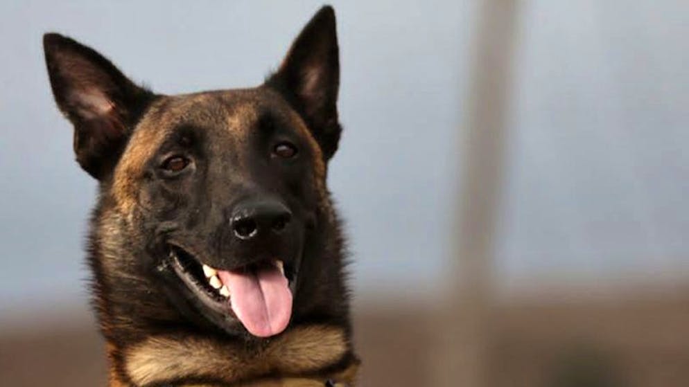 Animali dall'anno 2023. Il cane da soccorso Ivar ha aiutato nella ricerca di  persone intrappolate in Libia.
