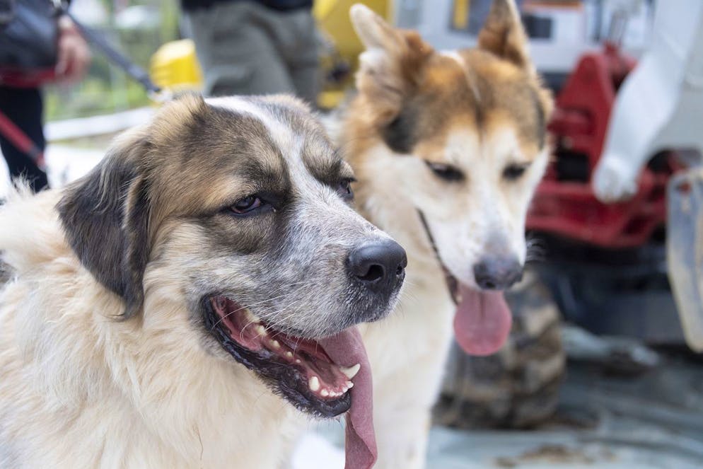 Zewo sconsiglia di fare donazioni alla Protezione svizzera degli animali (PSA) (foto d'archivio).