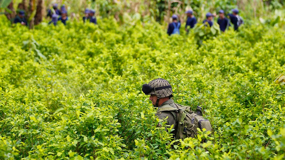 Una coltivazione di foglie di coca sequestrata dall'esercito di Quito.