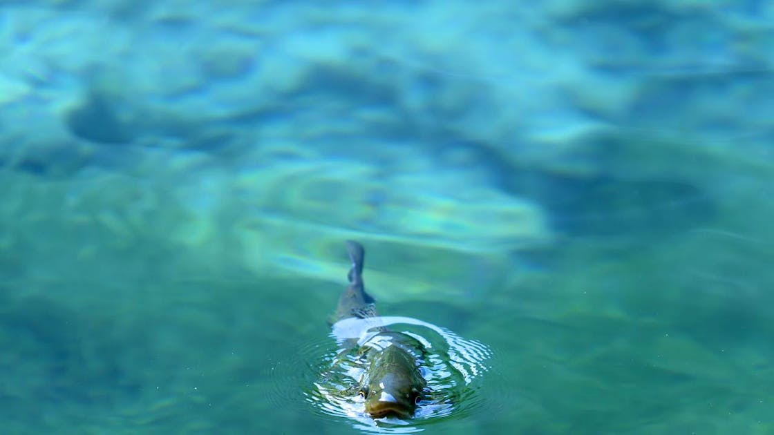 Natur Wasser in Seen wird brauner vor allem Kaltwasserfische leiden blue News