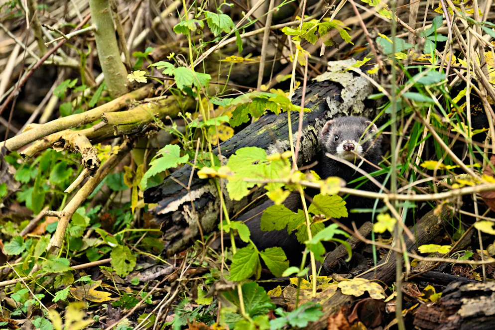 Der Iltis ist das Tier des Jahres 2024. Der europäische Iltis (Mustela putorius) oder Waldiltis ist in der Schweiz heimisch.