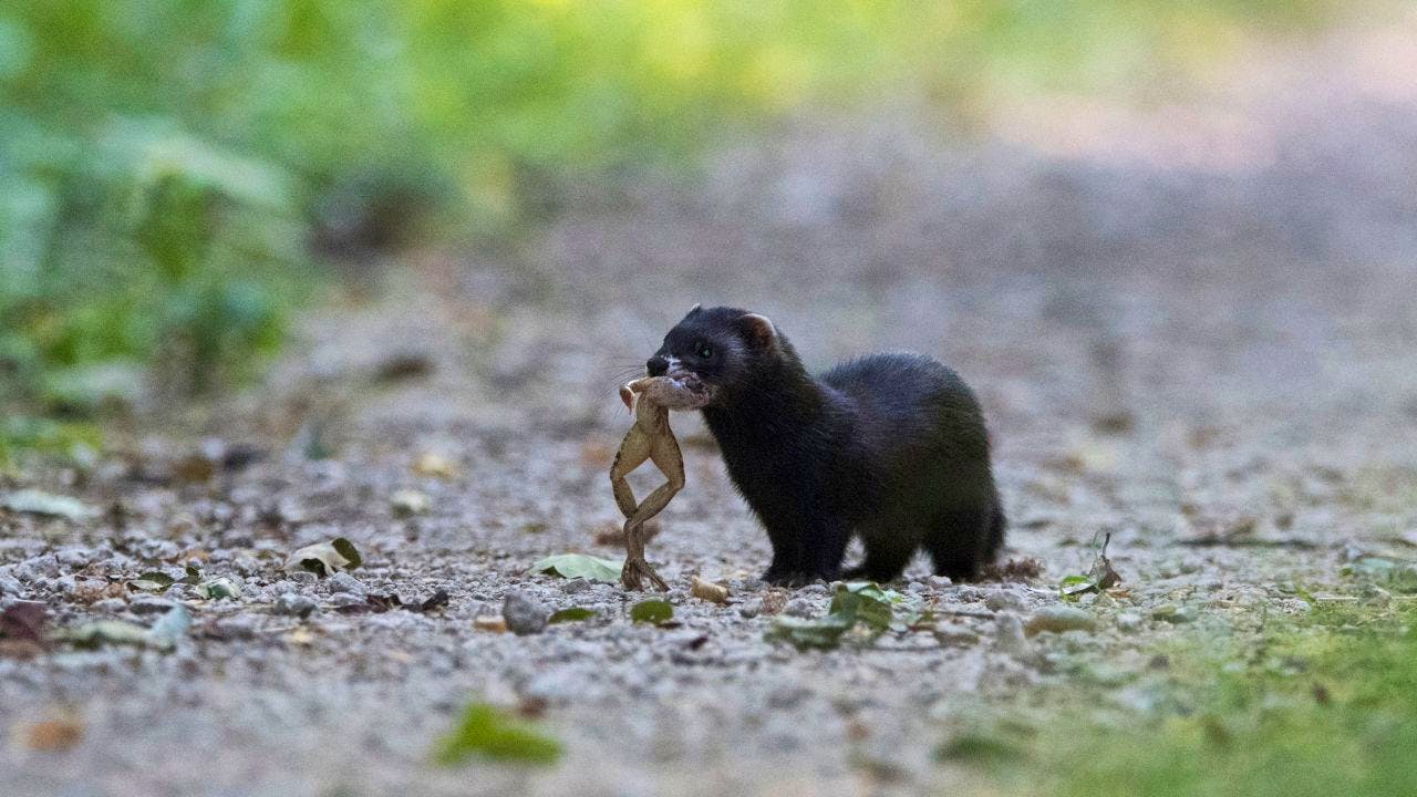 Tiere. Pro Natura kürt Iltis zum Tier des Jahres 2024