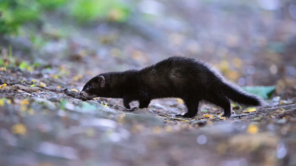 Naturschutz. Hier kriecht das Tier des Jahres seines Weges