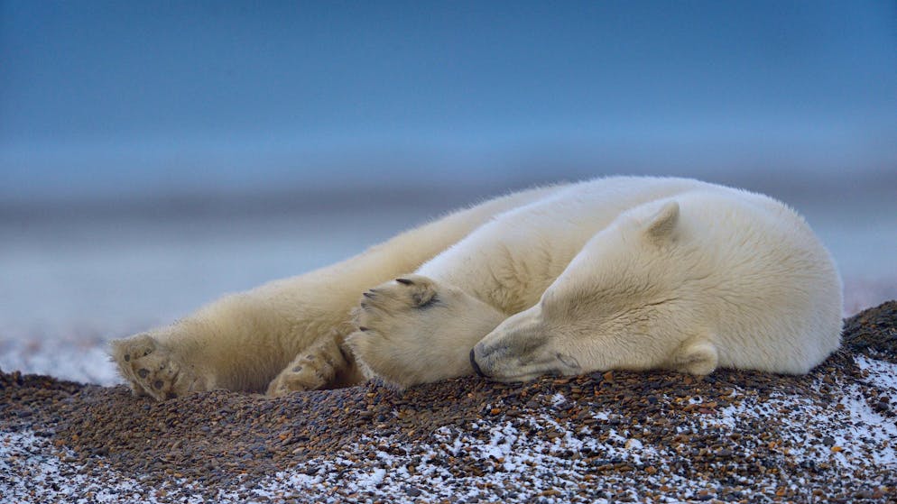 Gestorben in Alaska. Fachleute entdecken ersten Eisbär mit Vogelgrippe