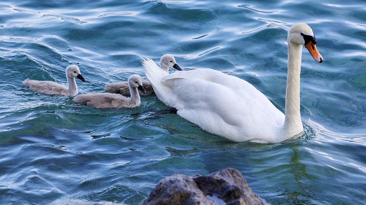 Politik. Kanton Zürich ergreift Massnahmen nach Vogelgrippe-Fall
