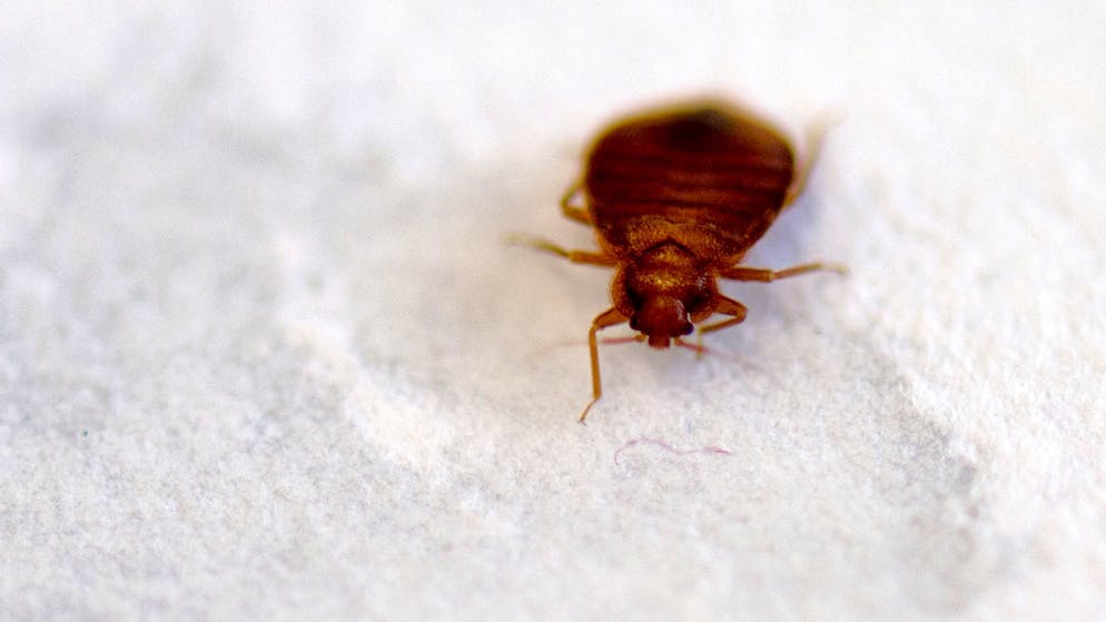 Tips from a flight attendant. Unmask bedbugs with this simple trick