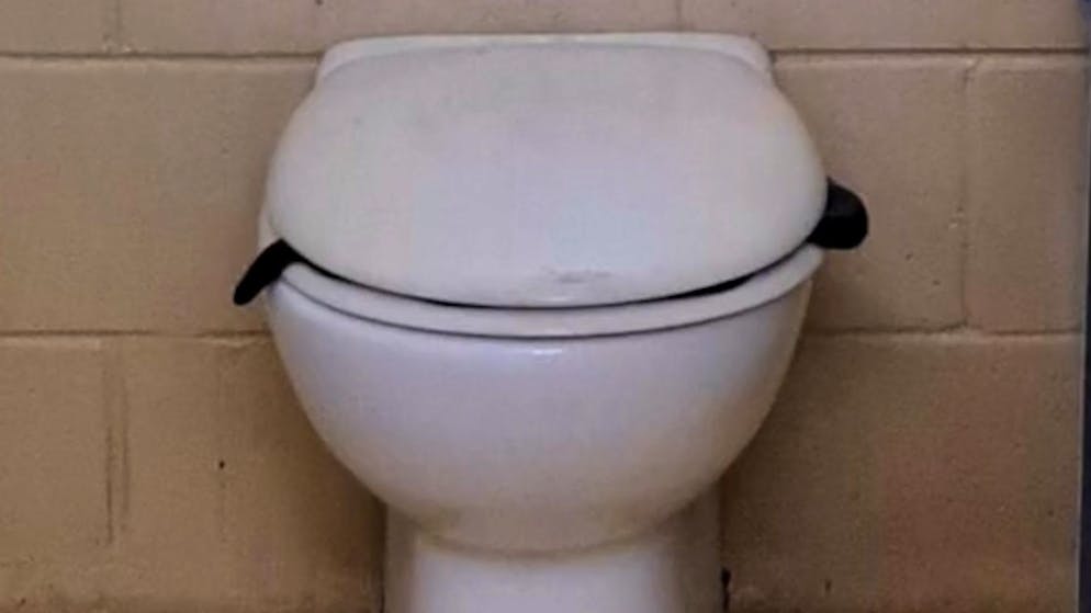 Schock in Australien. Tierfängerin muss Giftschlange aus WC entfernen