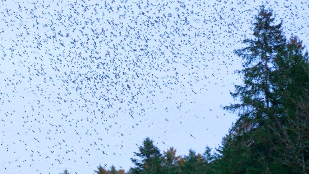 Eine Million Bergfinken in Langenthal BE. «Das ist ein einmaliges Naturschauspiel»