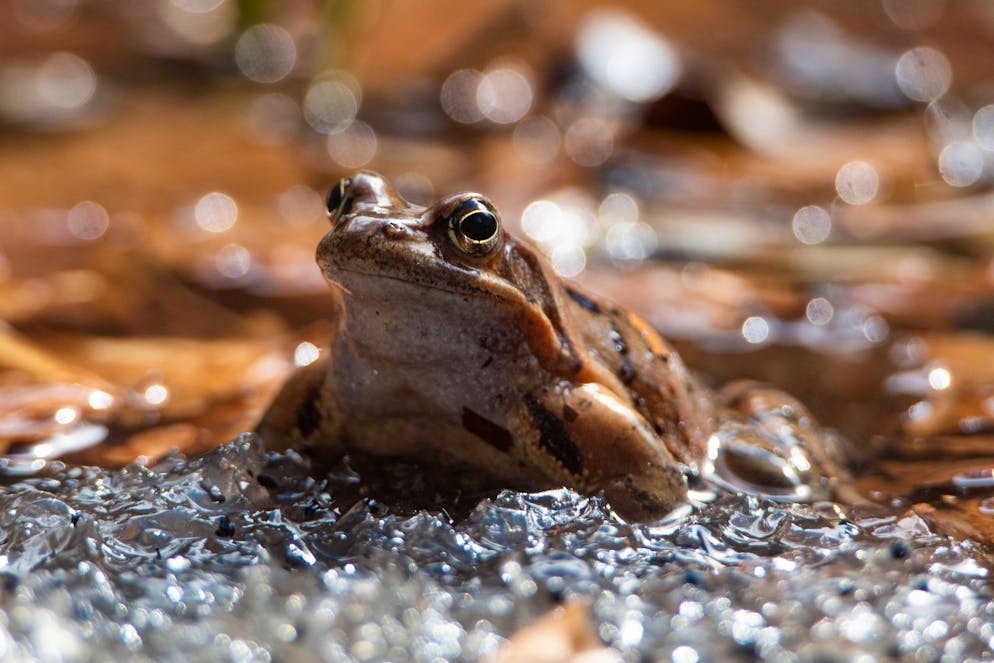 Tiere im Winterschlaf. Wieso so steif? Wechselwarme Tiere wie Insekten, Fische, Reptilien oder Amphibien wie dieser Grasfrosch verfallen in eine sogenannte Winterstarre. Wenn es zu kalt ist erstarren ihre Körper. Erst wenn die Temperaturen wieder steigen, erwachen sie.