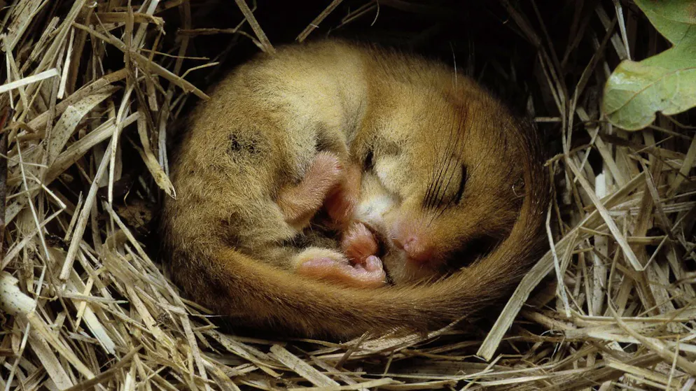 Pssst! Bitte nicht stören. Diese Tiere verschlafen in der Schweiz den Winter