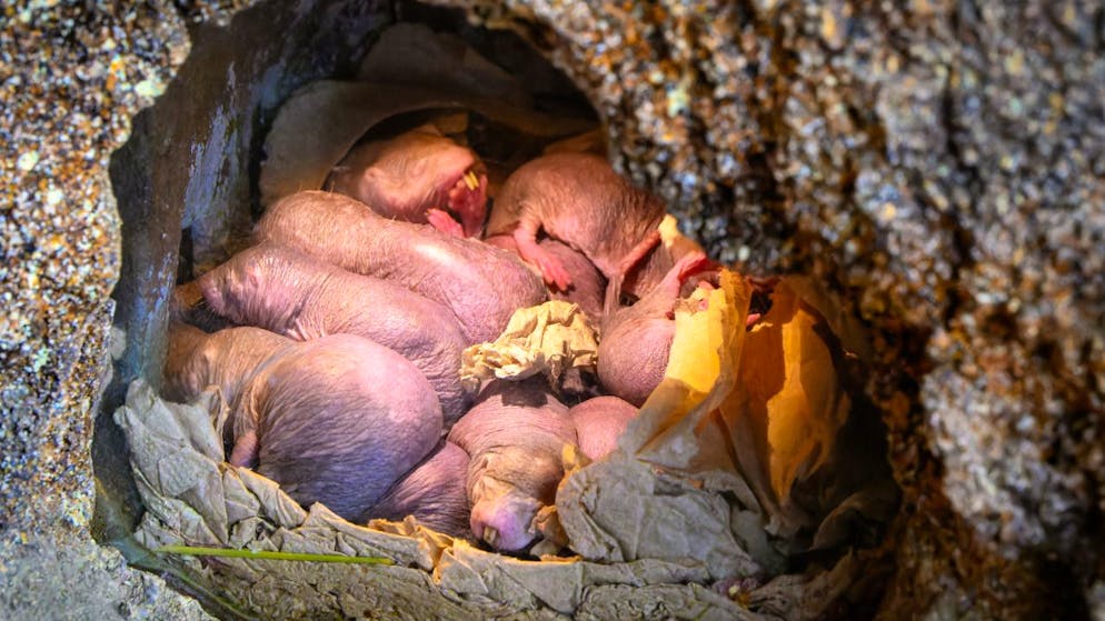 Zoo Zürich. Nacktmulle kuscheln gegen die Kälte