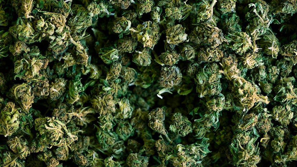 Les douanes ont découvert 1,270 tonne de pollen de cannabis et 73 kilos de résine de cannabis (photo symbolique).