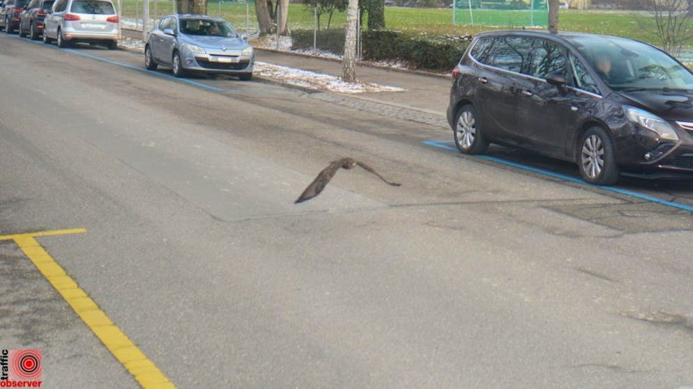 Ecco a quanto «andava». Un insolito pirata della strada beccato dal radar a Zurigo: un rapace!