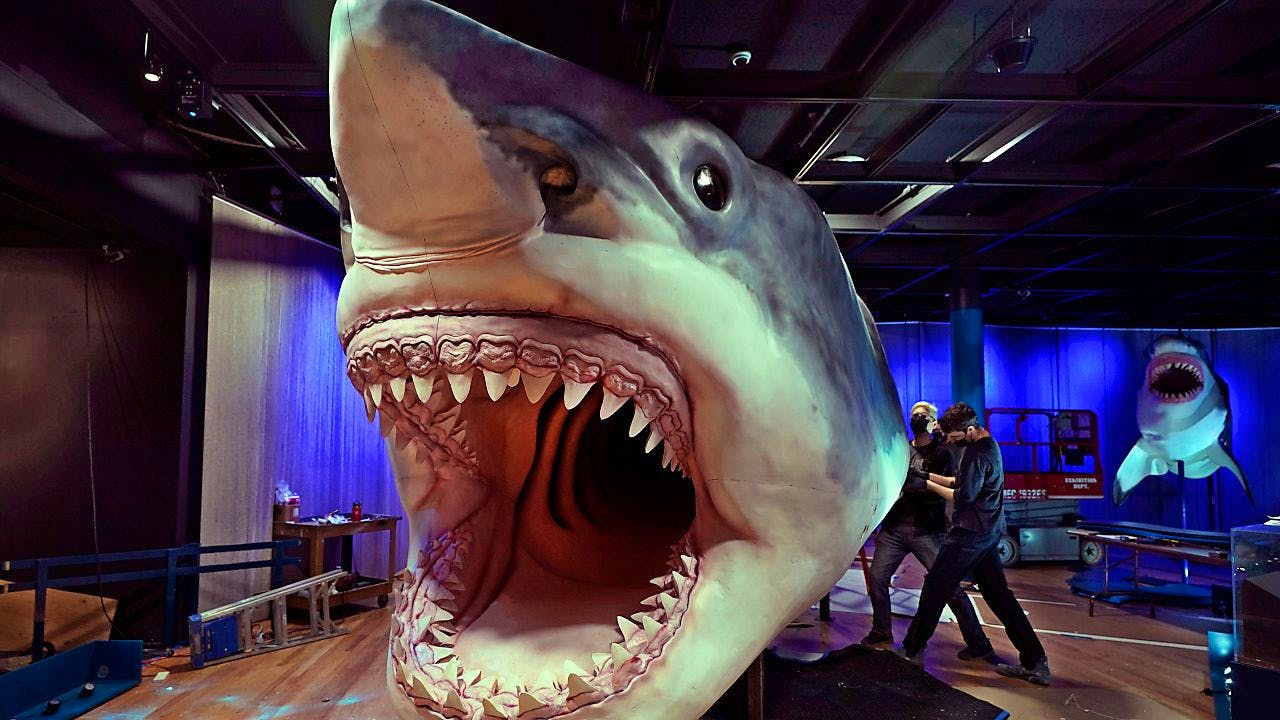 Tier. Riesenhai Megalodon war womöglich schlanker als bisher gedacht