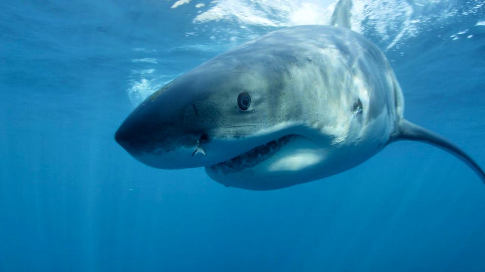 Un ami de la victime a déclaré qu'un grand requin blanc avait été repéré dans les environs quelques heures avant les faits. (image d'illustration)
