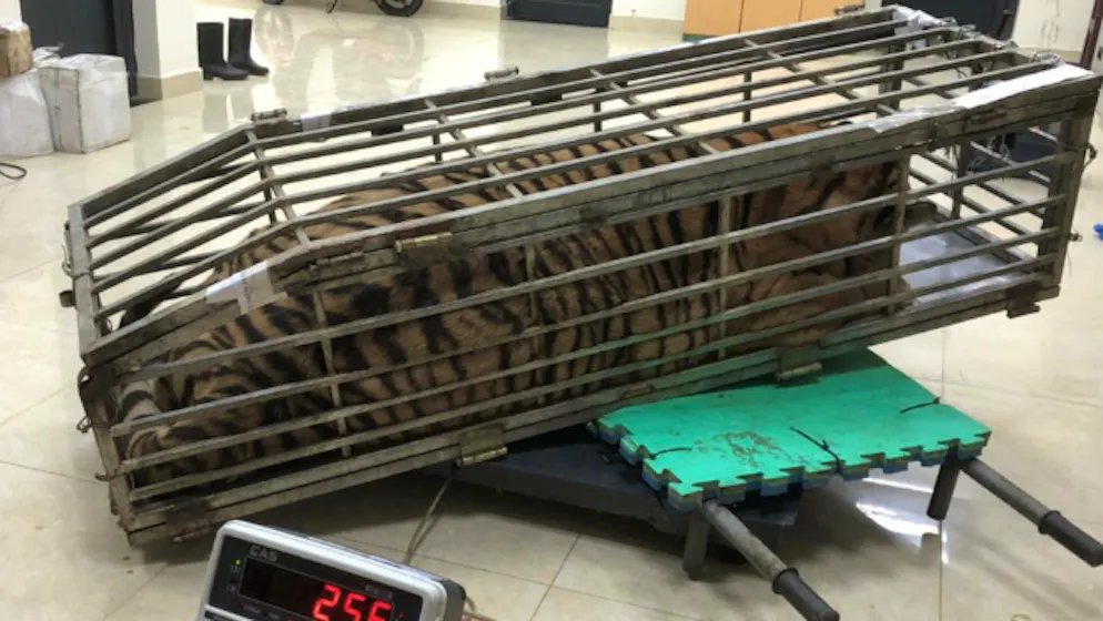 Illegaler Tierhandel. Polizei erwischt Mann mit Tiger im Auto