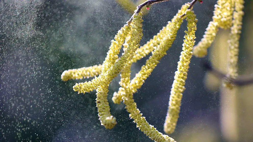 Allergien. Erste Haselpollen im Anflug – Start der Pollensaison