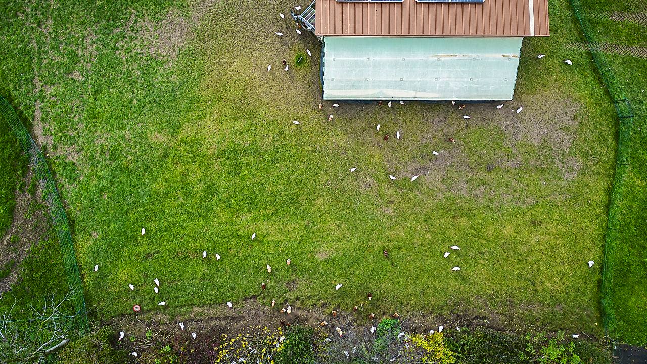 Zürich. Kanton Zürich hebt alle Vogelgrippe-Massnahmen wieder auf