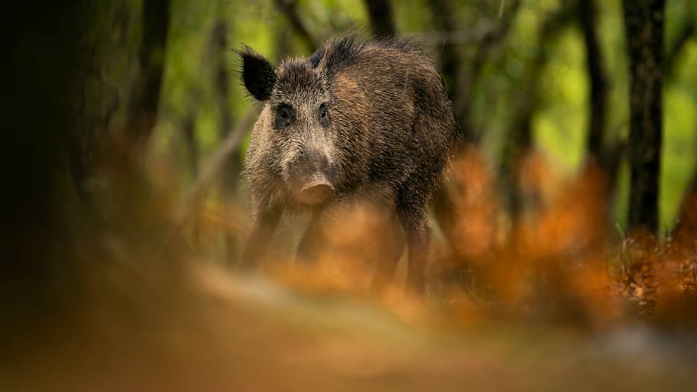 Tra meno di un anno?. La peste suina arriverà pure in Ticino, l'esperto: «I boschi saranno chiusi a tutti»