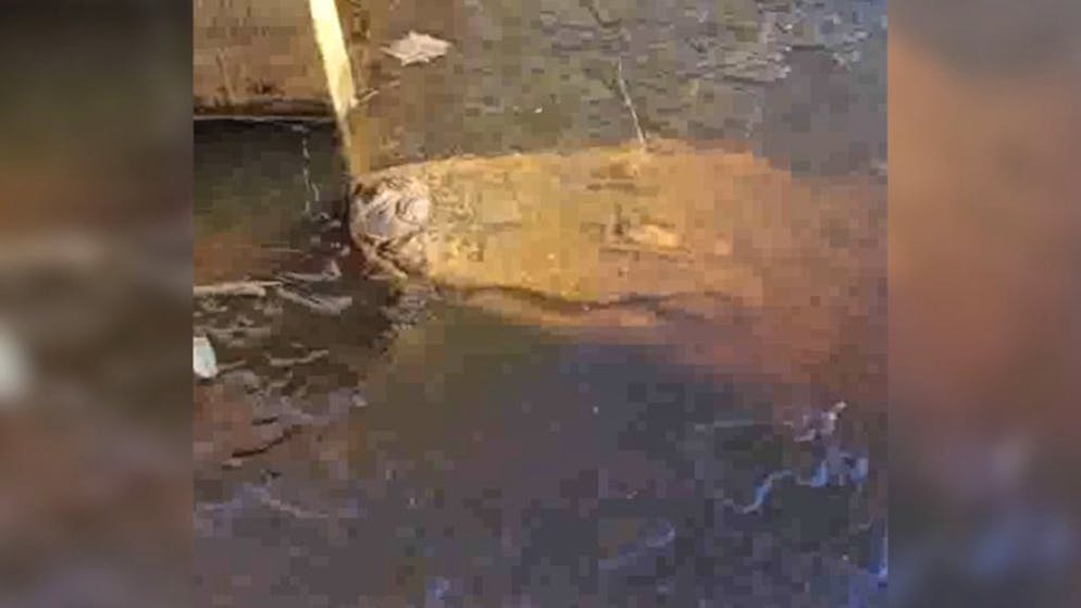 Aussergewöhnliche Überlebensstrategie. In den USA frieren die Alligatoren ein