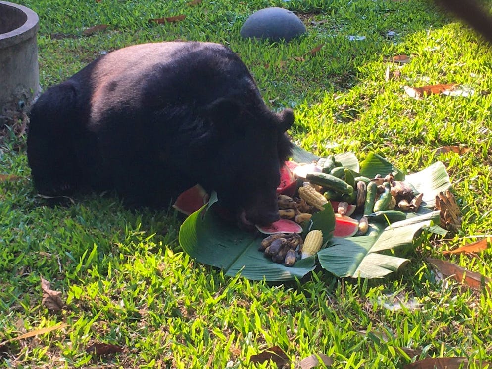 Immer auf der Suche nach Futter: Schwarzbär im thailändischen Tierpark.
