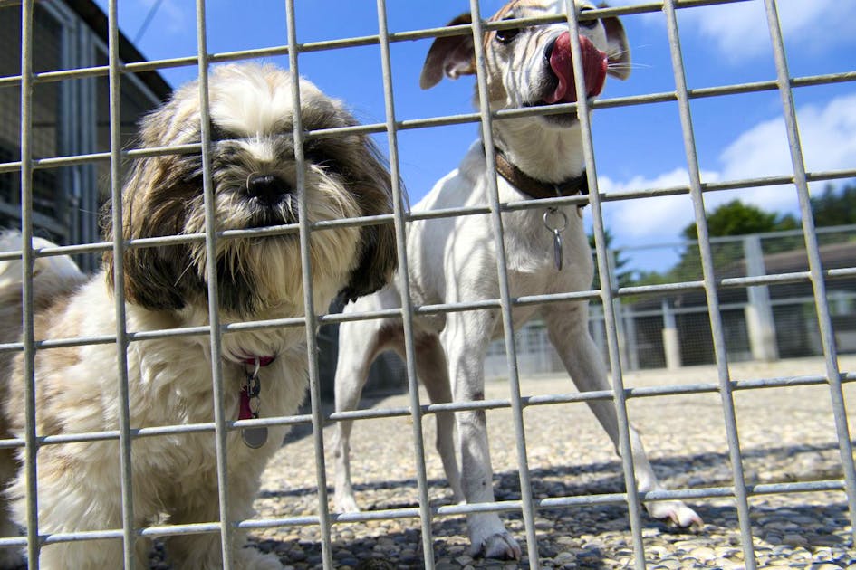 Querelles internes La présidente de la Protection suisse des animaux
